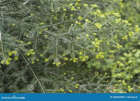 Needles Of Eastern White Pine Pinus Strobus Native To Eastern North ...