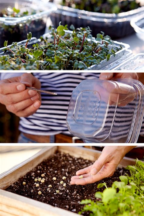 It's easy to grow your own microgreens. All you need are a few recycled ...