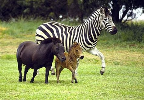 Zebra, pony & zony | Zebras, Zorse, Animals