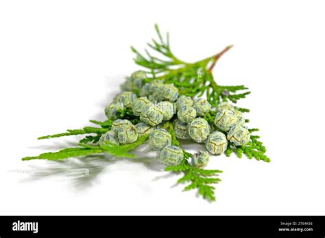 Female cones of Lawson's cypress, Chamaecyparis lawsoniana Stock Photo ...