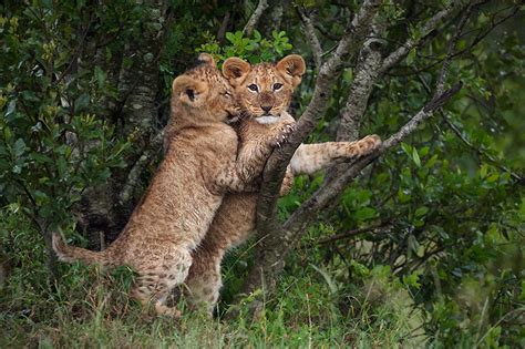 Young Lion Cubs Playing | Sean Crane Photography