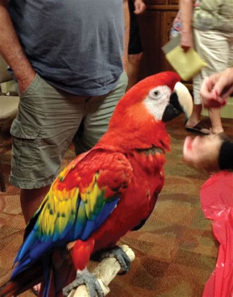 Scarlet Macaw conservation – SaddleBrooke Progress