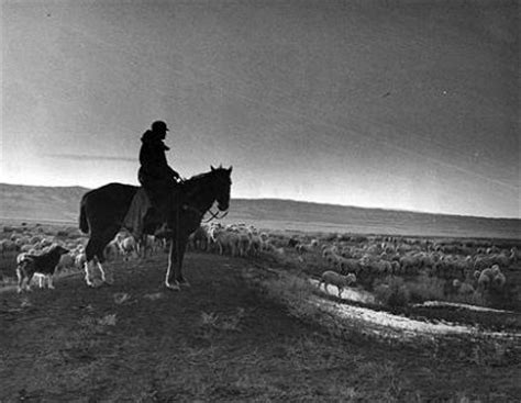 The Wyoming Sheep Business | WyoHistory.org