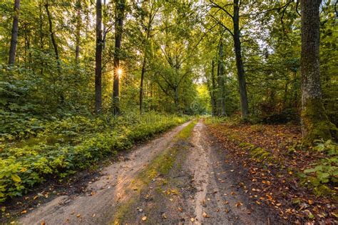 Beautiful Early Autumn European Forest Landscape Stock Image - Image of ...