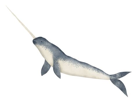 Real Narwhal Whale