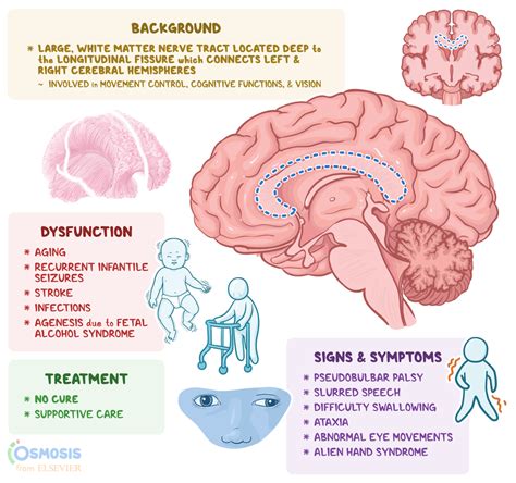 Corpus Callosum: What Is It, Location, Function, and More | Osmosis