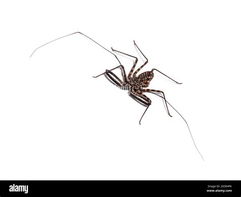 Damon diadema is a species of amblypygid, sometimes known as the tailless whip scorpion or Giant ...