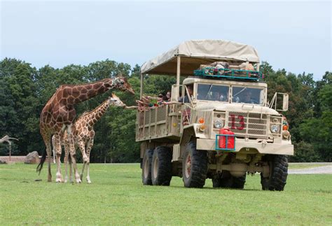 Great Adventure Merging Theme Park With Safari | Lacey, NJ Patch