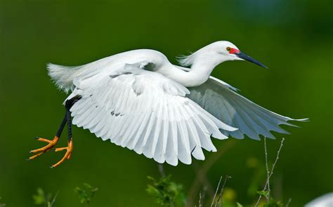 Snowy Egret in Flight - Bob Rehak Photography