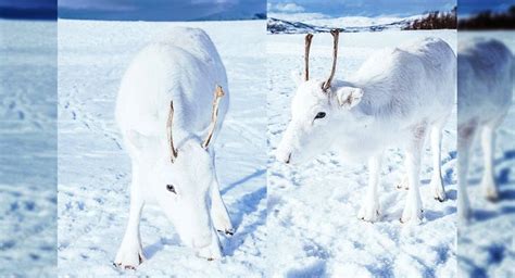 Unique and Rare Beauty: Photographer Captures Photos of Rare White Baby ...