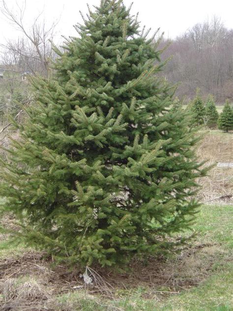 Spruce Tree: Pictures, Photos, Facts, Infor on Spruces