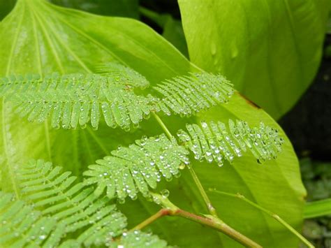 Polypody Fern Leaves - Free photo on Pixabay - Pixabay