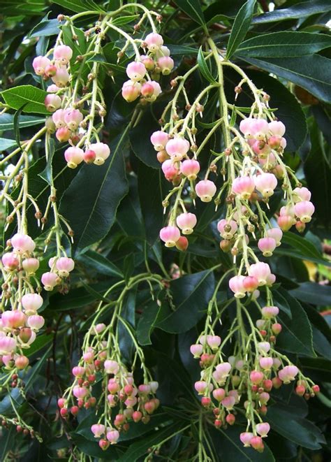 The 2 Minute Gardener: Photo - Strawberry Tree Flower (Arbutus unedo 'Marina')