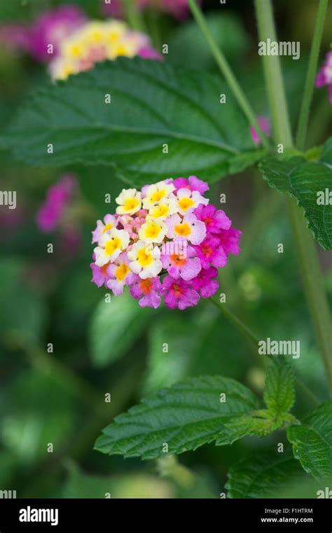 Lantana camara flowers Stock Photo - Alamy