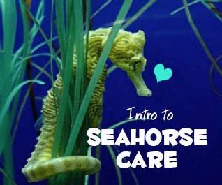 Intro to Seahorse Care (with Pictures) - Instructables