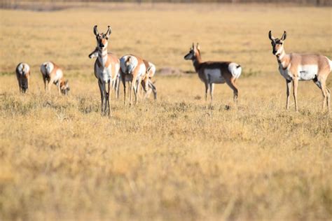 Hunting Pronghorn on Colorado’s Eastern Plains - Colorado Outdoors Online