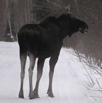 Observation des animaux au Canada durant l'hiver