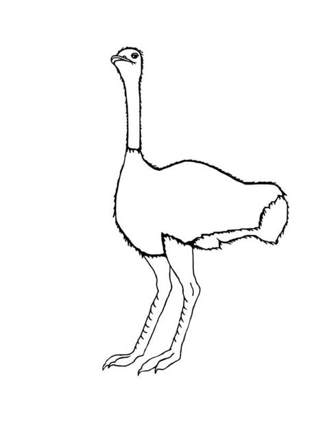 Very Simple Ostrich coloring page - Download, Print or Color Online for ...