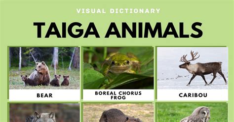 Taiga Animals | List of Taiga Animals with Interesting Facts • 7ESL