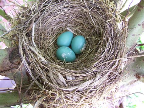 File:Robins eggs (515297960).jpg - Wikimedia Commons