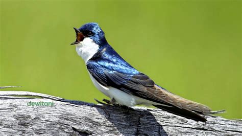 5 Jenis Burung Walet Paling Dicari Di Indonesia | Dewi Tani