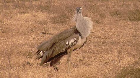 World's Biggest Flying Bird (Kori Bustard) in HD - YouTube