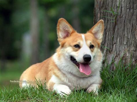 Cập nhật với hơn 68 về hình nền máy tính chó corgi hay nhất ...