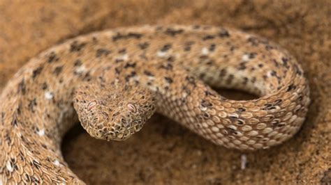 6 desert-adapted species of the Namib - Africa Geographic