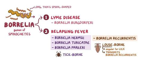 Borrelia species (Relapsing fever): Video & Anatomy | Osmosis