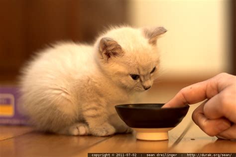 photo: kitten drinking water from microscopic dish - by seandreilinger