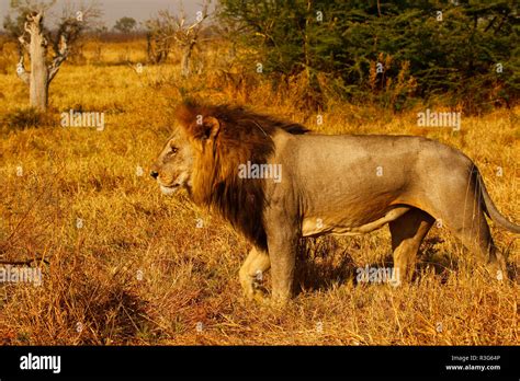 Lions great hunters and a sociable animals Stock Photo - Alamy