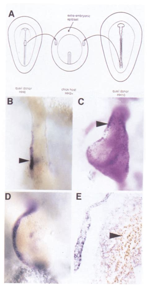 Hensen's node induces cash4 and Saxl expression in extraembryonic... | Download Scientific Diagram