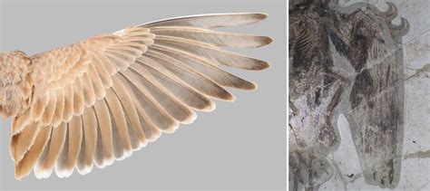 The hidden rule for flight feathers— and how it could reveal which ...