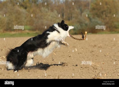 playing Border Collie Stock Photo - Alamy