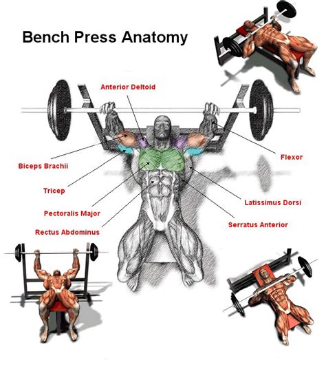 bench press muscles worked diagram - Estrella Rand