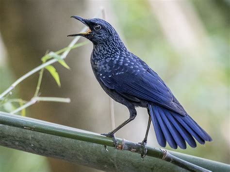 Blue Whistling-Thrush - eBird