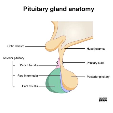 Pituitary Gland: What It Is, Function & Anatomy