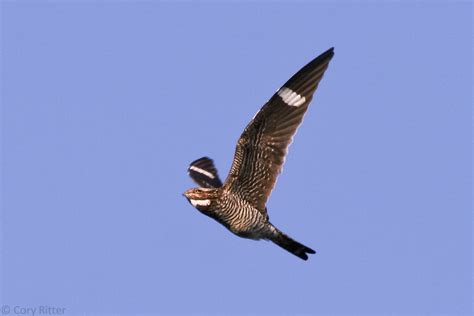 Boom Chachalaca: Duluth's Common Nighthawk Migration