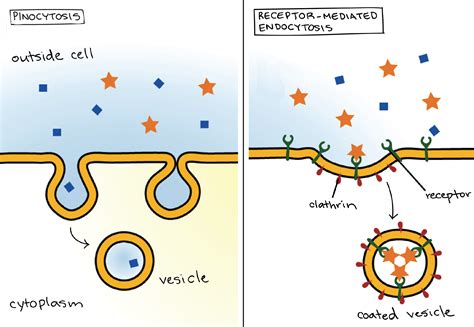 Pinocytosis