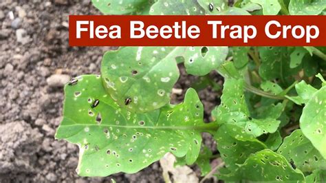 Flea Beetle Trap Crop - YouTube