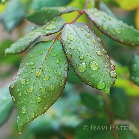 Free photo: Raindrops on Leaves - Pure, Washed, Veins - Free Download - Jooinn