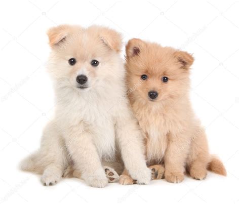 Cute Pomeranian Puppies Sitting Together on Whit Stock Photo by ...