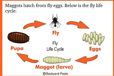 The Time I Had Maggots – What Maggots Are And How To Kill Them ...