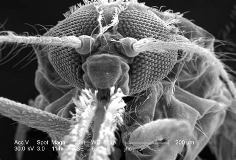 Free picture: morphologic, features, exoskeletal, surface, anopheles, gambiae, mosquitos, head ...