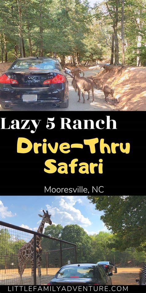 Go on Safari in Mooresville, NC - Visit Lazy 5 Ranch