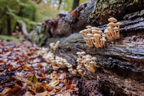 Climate Change Forces Decomposer Fungi To Focus On Survival