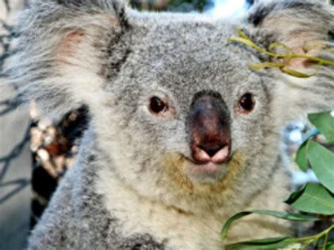 Palm Beach Zoo welcomes koala named Katherine