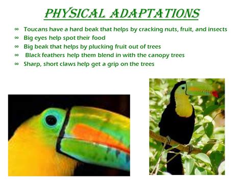 Toucan Adaptations - How Do Toucans Survive - BirdBaron