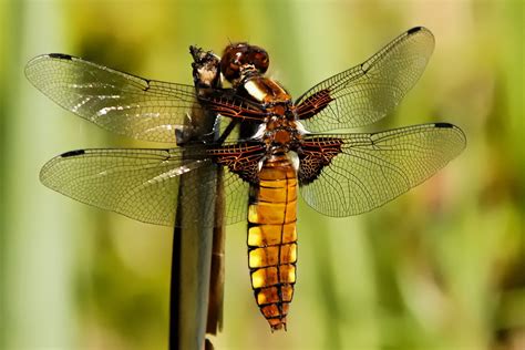 Cosa sono gli pterigoti?