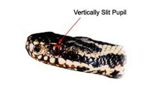 Adder or Viper - Vipera berus